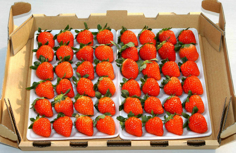 北海道うらかわ夏イチゴすずあかね24玉×2(合計約600g)