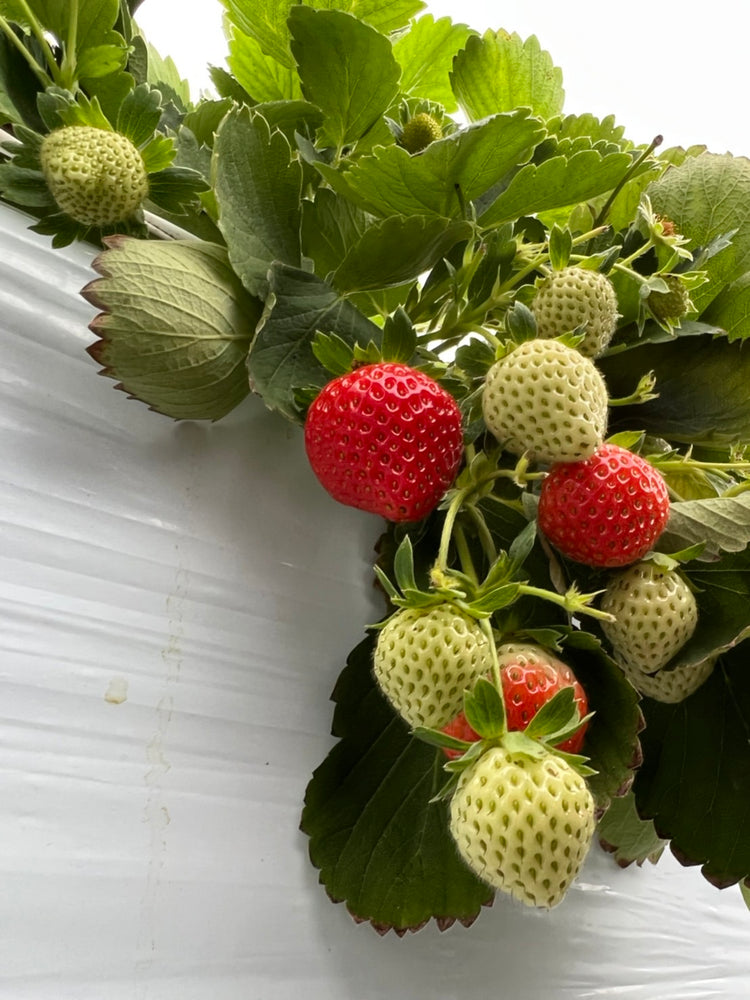 北海道うらかわ夏イチゴすずあかね24玉×2(合計約600g)