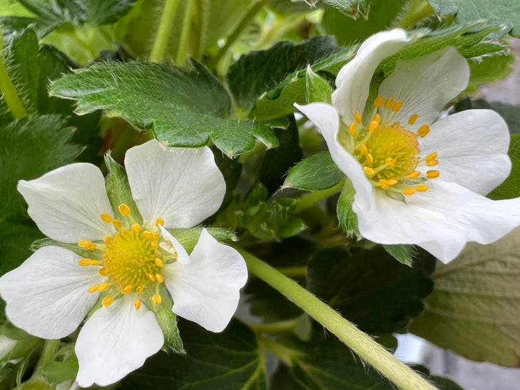 北海道うらかわ夏イチゴすずあかね24玉×2(合計約600g)