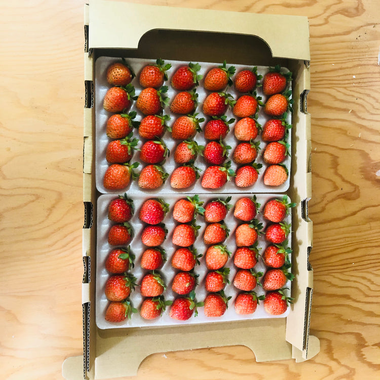 北海道うらかわ夏イチゴすずあかね24玉×2(合計約600g)