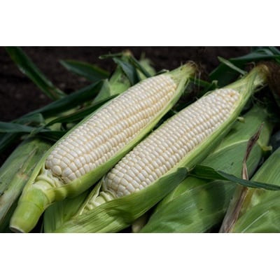 野菜セット(季節により変わる)