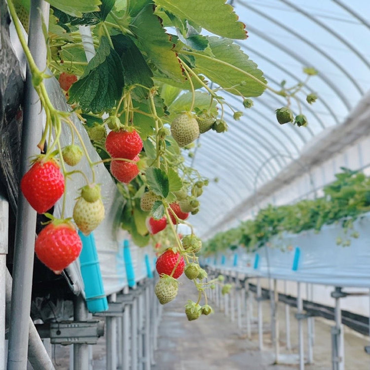 野菜セット(季節により変わる)